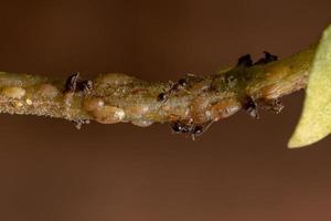 fourmis en symbiose avec des insectes écailles de tortue photo