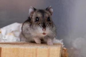 le hamster nain de Campbell photo