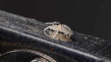 petite araignée sauteuse photo