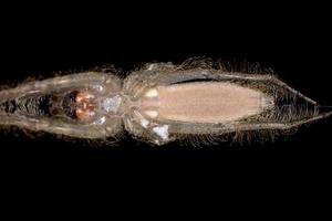 araignée chasseur d'écorce adulte photo