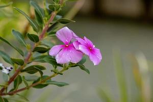 fleur de pervenche de Madagascar rose photo