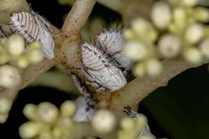 nymphes typiques des cicadelles des arbres