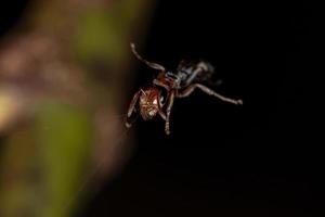 fourmi rameau femelle adulte photo