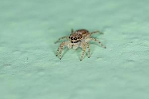 petite araignée sauteuse murale grise photo