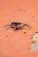 Araignée sauteuse mur gris femelle adulte photo