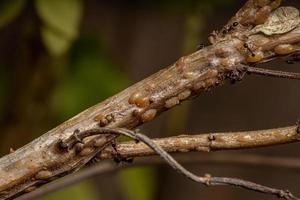 fourmis en symbiose avec des insectes écailles de tortue photo