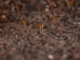 fourmis à grosse tête photo