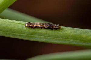 chenille mangeant une feuille de ciboulette photo