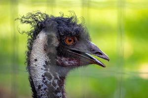 émeu le deuxième plus grand oiseau vivant photo