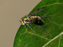 mouche verte à longues pattes photo