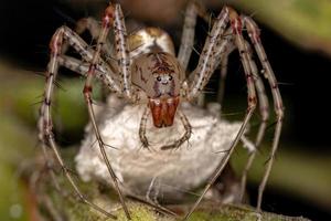 araignée lynx femelle adulte