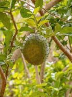 fruit de corossol vert photo