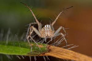 araignée lynx rayé femelle