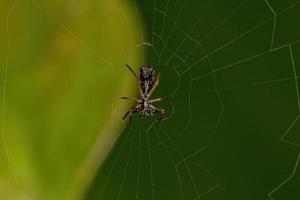 petite araignée orbweaver photo