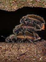 coléoptères à longues articulations adultes