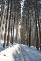 contagieux une étoile de Soleil dans une épicéa forêt couvert avec blanc étincelant neige dans beskyde montagnes, tchèque république. hiver Matin Fée conte photo