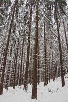 hiver la nature dans beskyde montagnes dans le est de le tchèque république. épicéa forêt en dessous de une couverture de blanc neige dans le Matin. hiver Fée conte. janvier photo