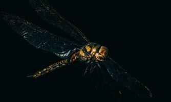 très détaillé macro photo de une libellule. macro tir, montrant détails de le libellule yeux et ailes. magnifique libellule dans Naturel habitat