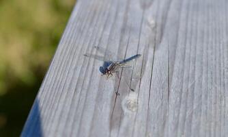 très détaillé macro photo de une libellule. macro tir, montrant détails de le libellule yeux et ailes. magnifique libellule dans Naturel habitat