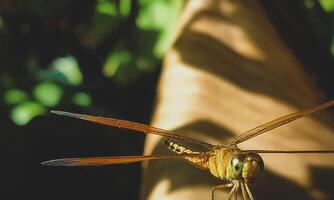 très détaillé macro photo de une libellule. macro tir, montrant détails de le libellule yeux et ailes. magnifique libellule dans Naturel habitat