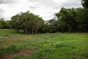 Cassilandia, mato grosso do sul, brésil, 2020 -végétation dans le saut de la rivière apore photo