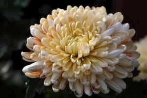 ai généré chrysanthème - originaire dans Asie, chrysanthèmes sont connu pour leur brillant couleurs et unique forme. elles ou ils sont souvent utilisé pour décoratif fins et comme une symbole de longévité photo