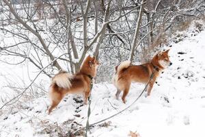 deux shiba inu chiens sont en marchant dans une hiver neigeux parc. deux magnifique rouge shiba inu chiens. photo
