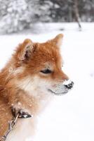 portrait de une shiba inu chien avec neige sur ses nez. magnifique rouge shiba inu chien dans une neigeux parc photo