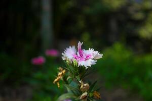 brillant rose-blanc Célibataire cosmos fleur, vert Contexte photo
