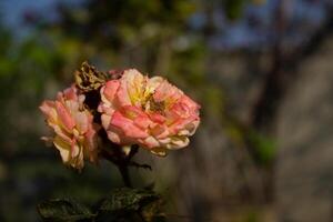 le très agréable coloré été fleur proche en haut dans le jardin photo