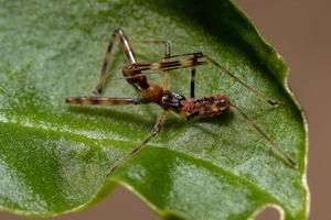 assassin bug nymphe photo