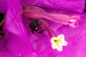 abeille sans dard femelle adulte photo