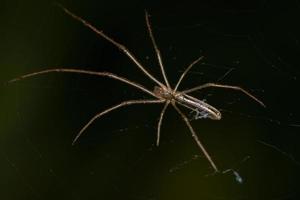 araignée orbweaver à longue mâchoire photo