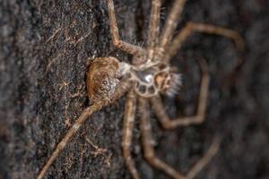 exosquelette d'araignée trechaleid photo