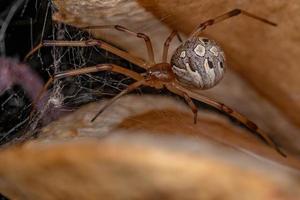 araignée veuve brune femelle adulte