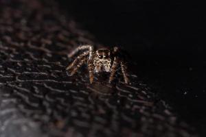 petite araignée sauteuse photo
