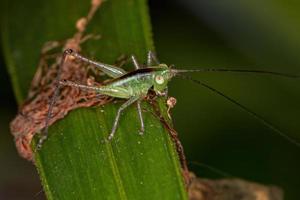 nymphe katydid des prés moindre