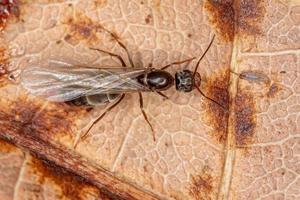 femelle adulte pyramide reine fourmi
