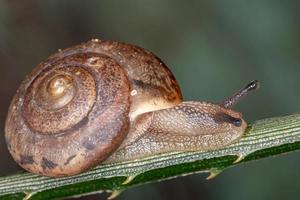 escargot asiatique photo