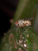 mouche domestique adulte photo