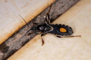 insecte corsaire brésilien photo
