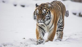 ai généré majestueux sibérien tigre des promenades lentement par neigeux terrain, majestueux gros chats image photo