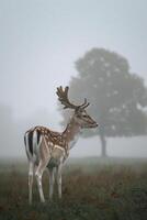 ai généré rouge cerf dans le la nature habitat pendant le cerf rut faune ai généré photo