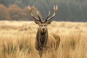 ai généré majestueux cerf permanent au milieu de grand, sauvage herbes ai généré photo