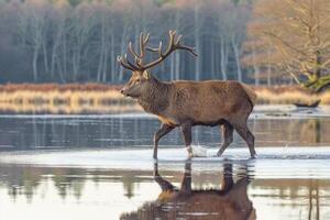 ai généré photo cerf ou cerf dans le la nature par calme des eaux faune ai généré