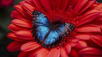 ai généré bleu et noir papillon repos sur le pétale de une brillant rouge fleur ai généré photo