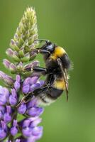 ai généré le bourdon a noir et Jaune rayures, avec délicat ailes cette sont légèrement transparent ai généré photo