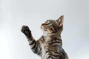 ai généré studio portrait de tigré chat permanent sur retour deux jambes avec pattes en haut contre une blanc toile de fond photo