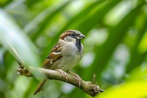 ai généré moineau perché sur une bifurquer, entouré par luxuriant verdure ai généré photo