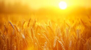 ai généré serein image capture paisible scène de blé champ à lever du soleil. le Soleil est visible, apparaissant comme brillant, d'or orbe au milieu de le blé tiges ai généré photo
